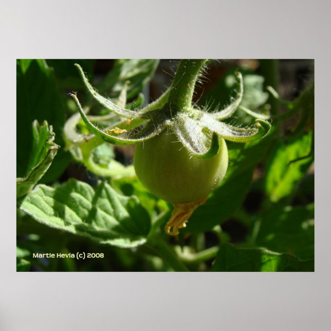 Poster Tomate Budding (Frente)