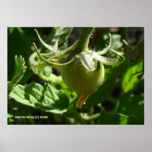 Poster Tomate de brotamento