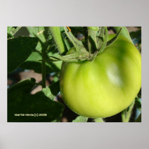 Pôster Tomate Verde