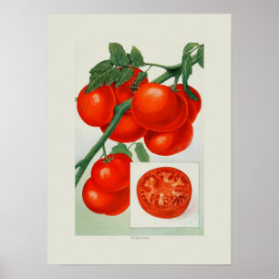 Poster Tomates