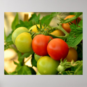 Poster Tomates Cereja Vermelhos e Verdes na Haste