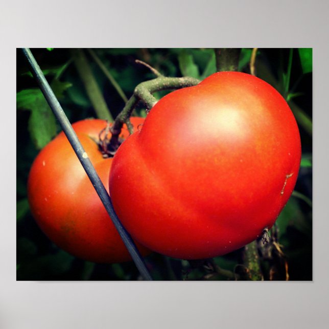 Poster Tomates De Jardim Vermelho Na Vinha (Frente)