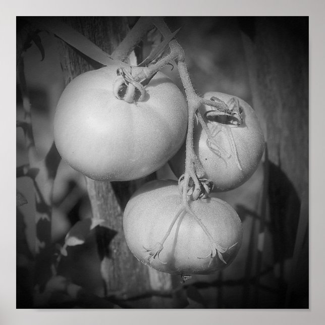 Poster Tomates Na Haste Preto E Branco  (Frente)