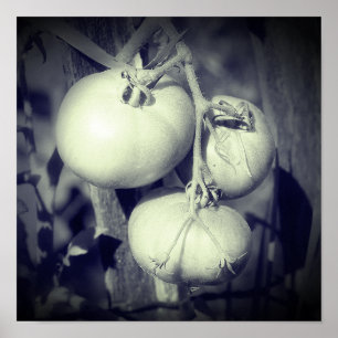Poster Tomates Na Haste Preto E Branco 