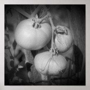 Poster Tomates Na Videira Preto E Branco