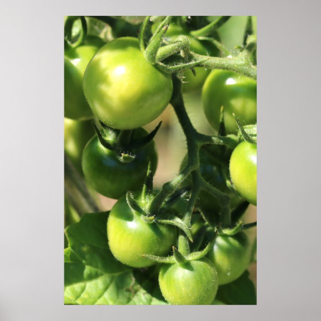 Poster Tomates verdes (Frente)
