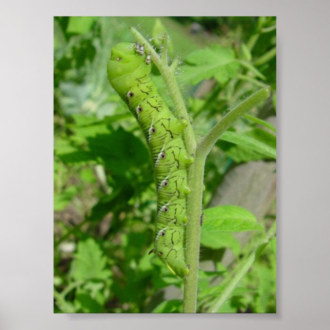 Pôster tomatobug (Frente)