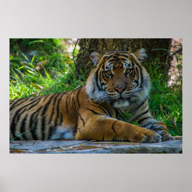 Poster Tony (Frente)