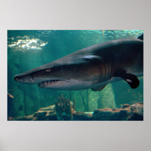 Poster Toofy Li'l Grin