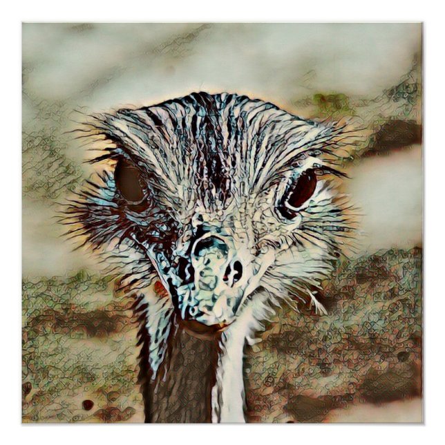Pôster toony ostrich (Frente)