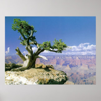 Poster Top O' The Canyon