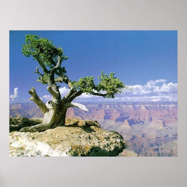 Poster Top O' The Canyon (Frente)