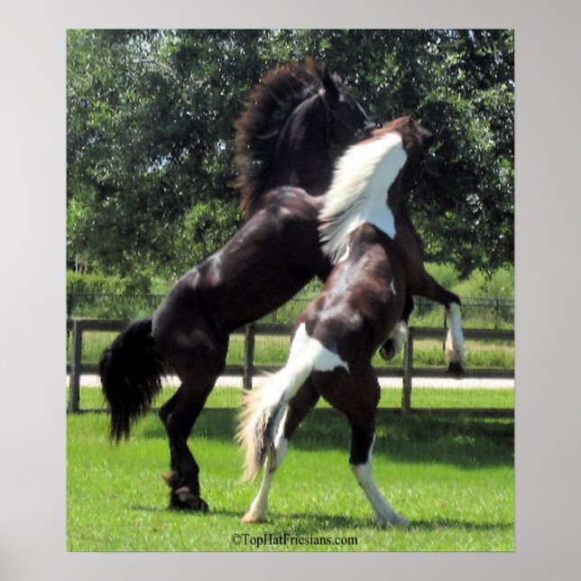 Pôster TopHatFriesians.com (Frente)
