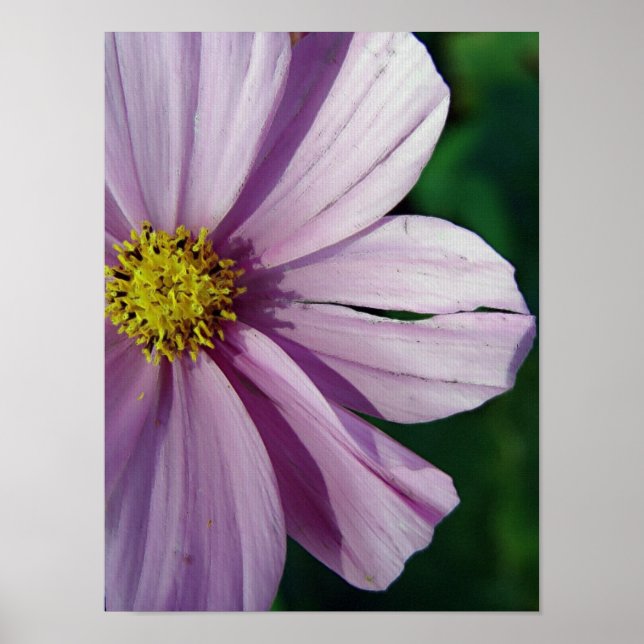 Pôster Torn (Frente)