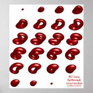 Poster toro 4d mosca-através do secção transversal