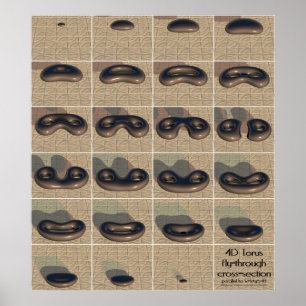 Pôster toro 4D mosca-através do secção transversal