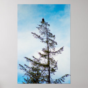 Pôster Torre de monitoração