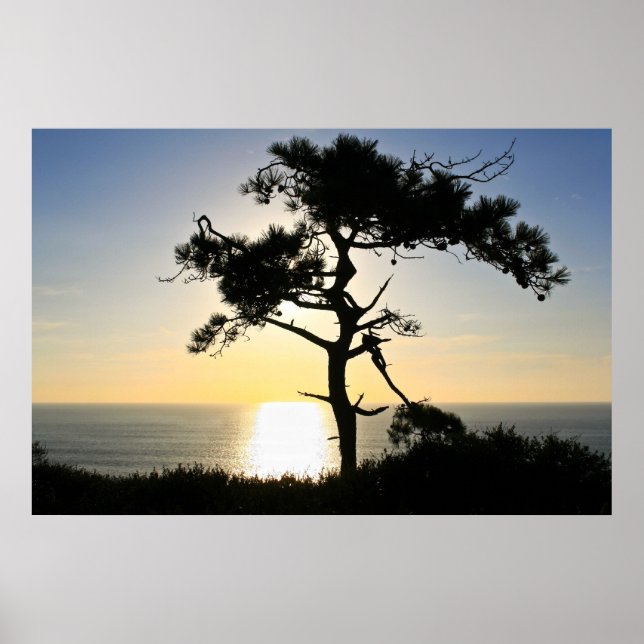 Pôster Torrey Pine Silhouette Matte Canvas (Frente)
