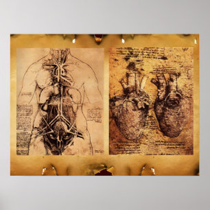 Poster Torso Feminino / Coração e seus Vasos Sanguíneos