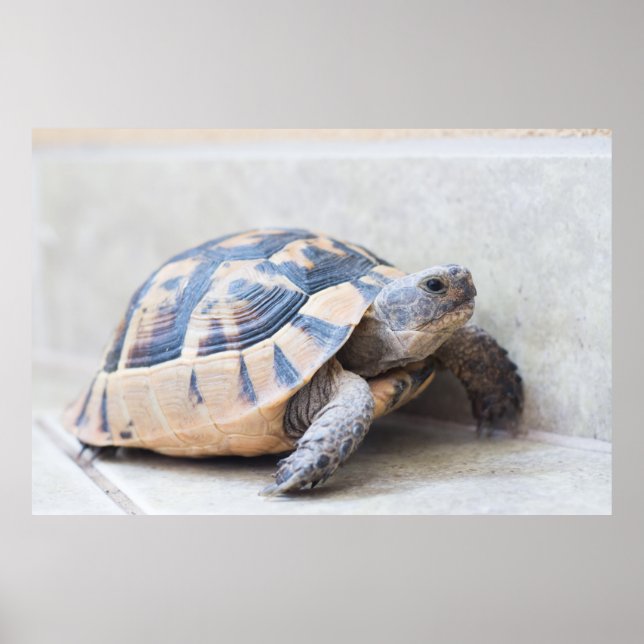 Poster Tortoise (Frente)