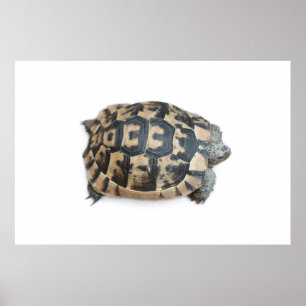 Poster Tortoise