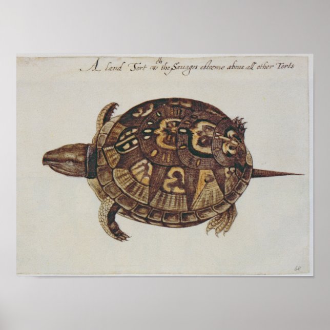 Pôster Tortoise de Caixa Comum (Frente)