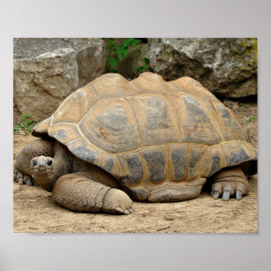 Poster Tortoise Sorridente