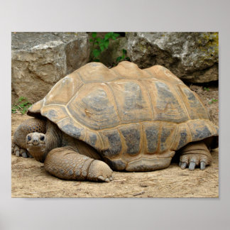 Poster Tortoise Sorridente