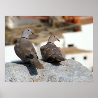 Pôster Tórtolas en Betancuria. Fuerteventura.