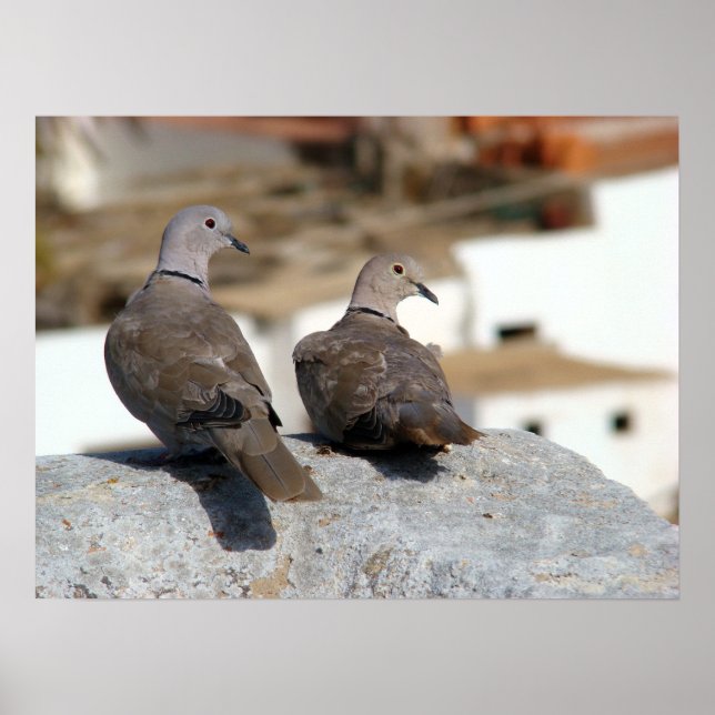 Pôster Tórtolas en Betancuria. Fuerteventura. (Frente)