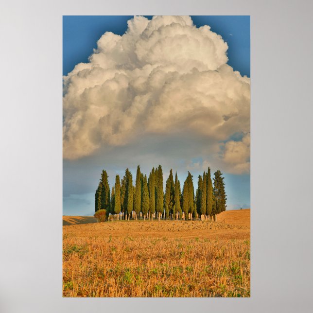 Poster Toscana Rural Árvores de Cipreste (Frente)