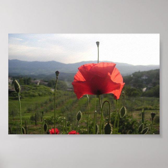 Poster Toscânia Poppy (Frente)