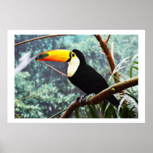 Pôster Toucan