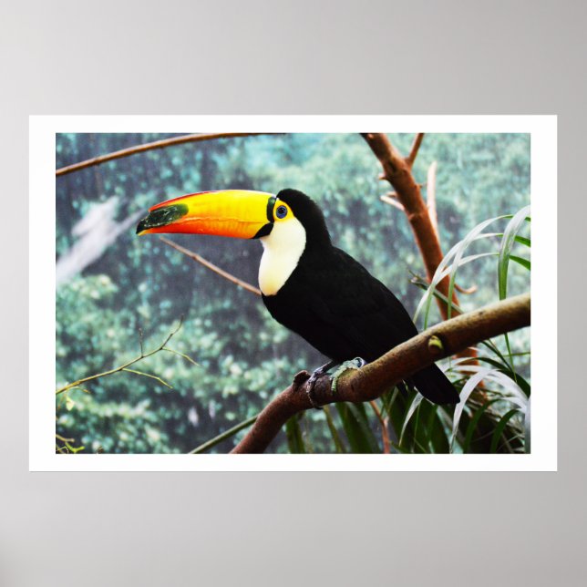 Pôster Toucan (Frente)