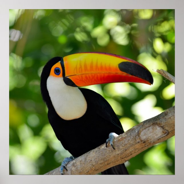 Pôster Toucan (Frente)