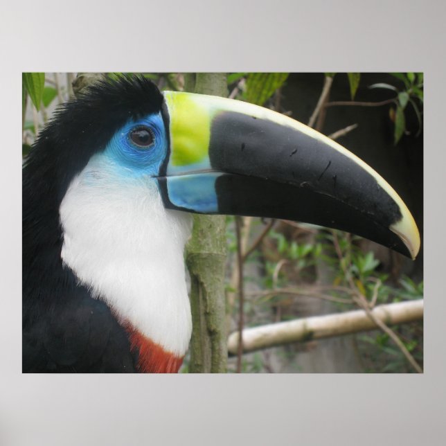 Poster Toucan (Frente)