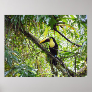 Poster Toucan