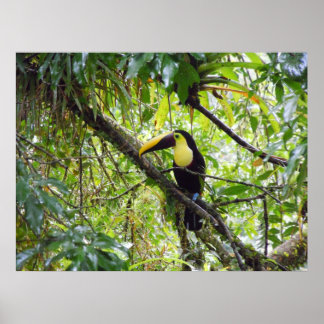 Poster Toucan