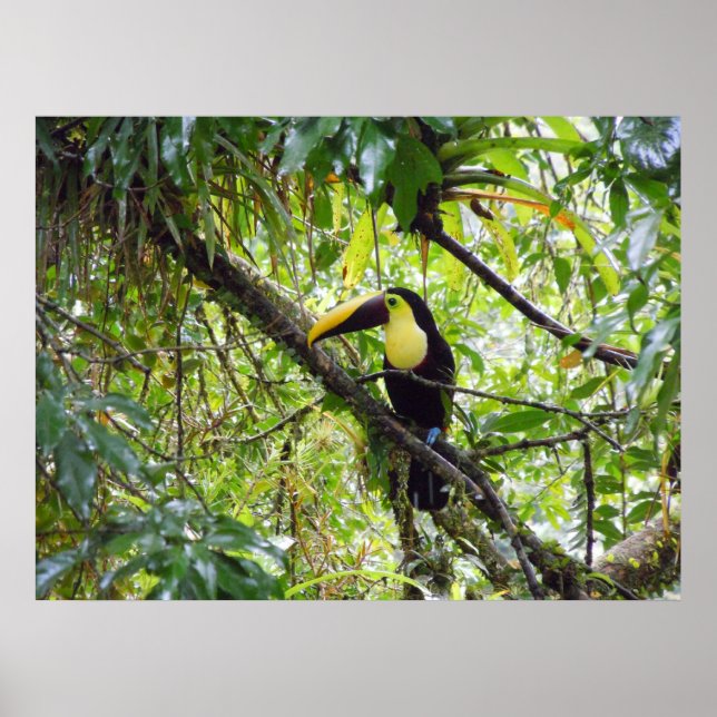 Poster Toucan (Frente)