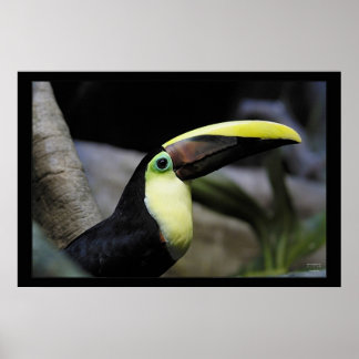 Pôster Toucan