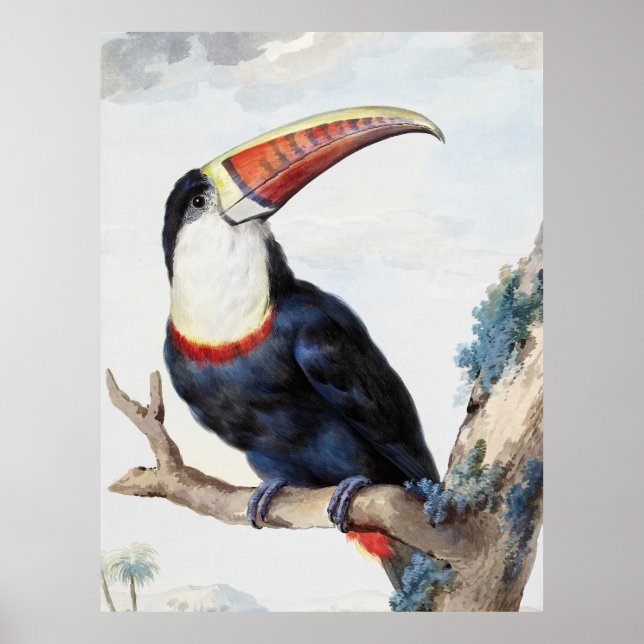 Poster Toucan (1748) de Aert Schouman (Frente)