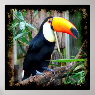 Poster Toucan 5A