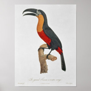 Pôster Toucan: Excelente Vermelho-Inchado por Jacques