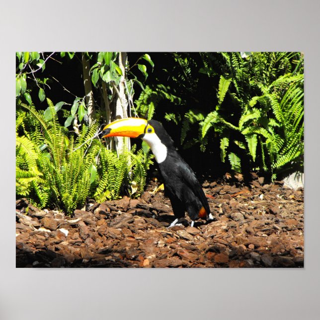 Pôster Toucan na Espanha (Frente)