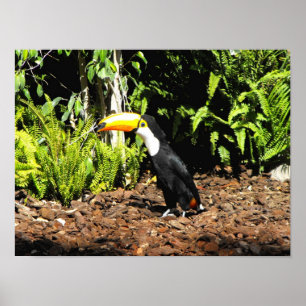 Pôster Toucan na Espanha