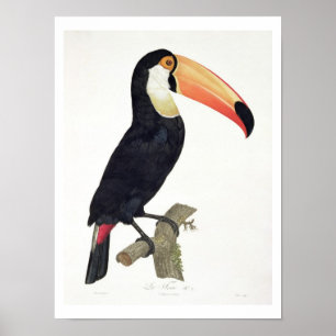 Poster Toucan No.2, 'da história dos pássaros de Paradi