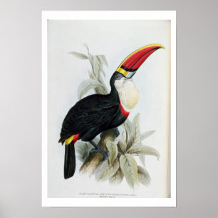 Pôster Toucan Vermelho-Faturado, 'de uma monografia do
