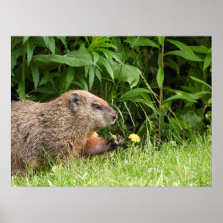 Poster Toupeira / Marmota segurando um dente-de-leão