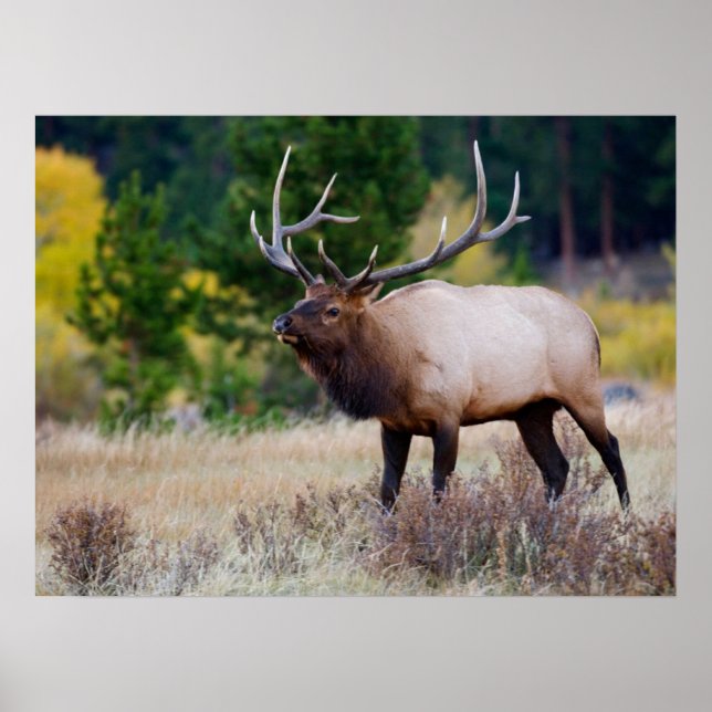 Poster Touro & Árvores de Aspen | Parque Nacional das Mon (Frente)