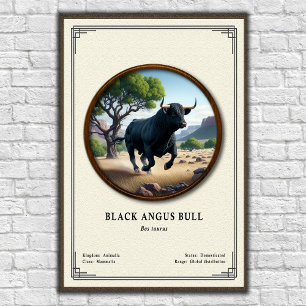 Poster Touro Black Angus Série de Zoologia